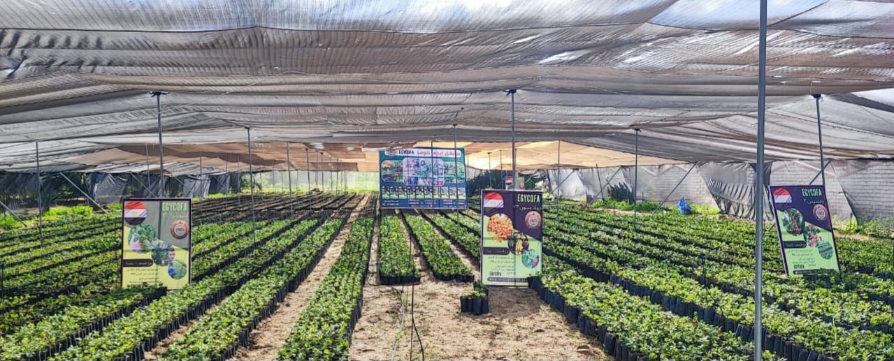 شتلة رئيسية 1