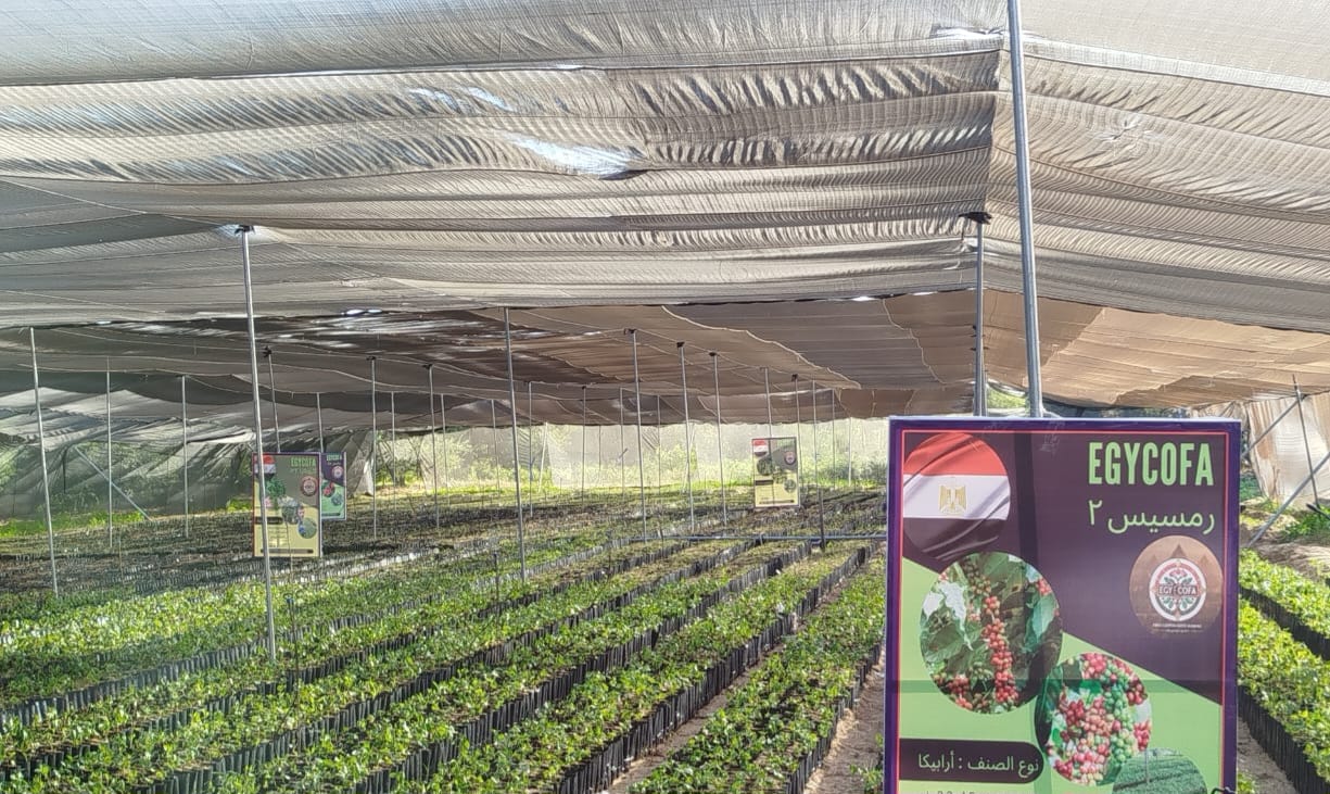 شتلة رئيسية 2